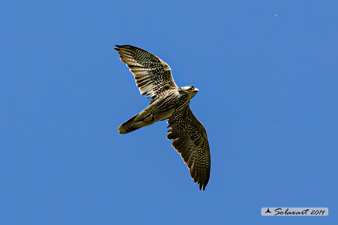 Falco biarmicus, Falco lanario, Lanner falcon