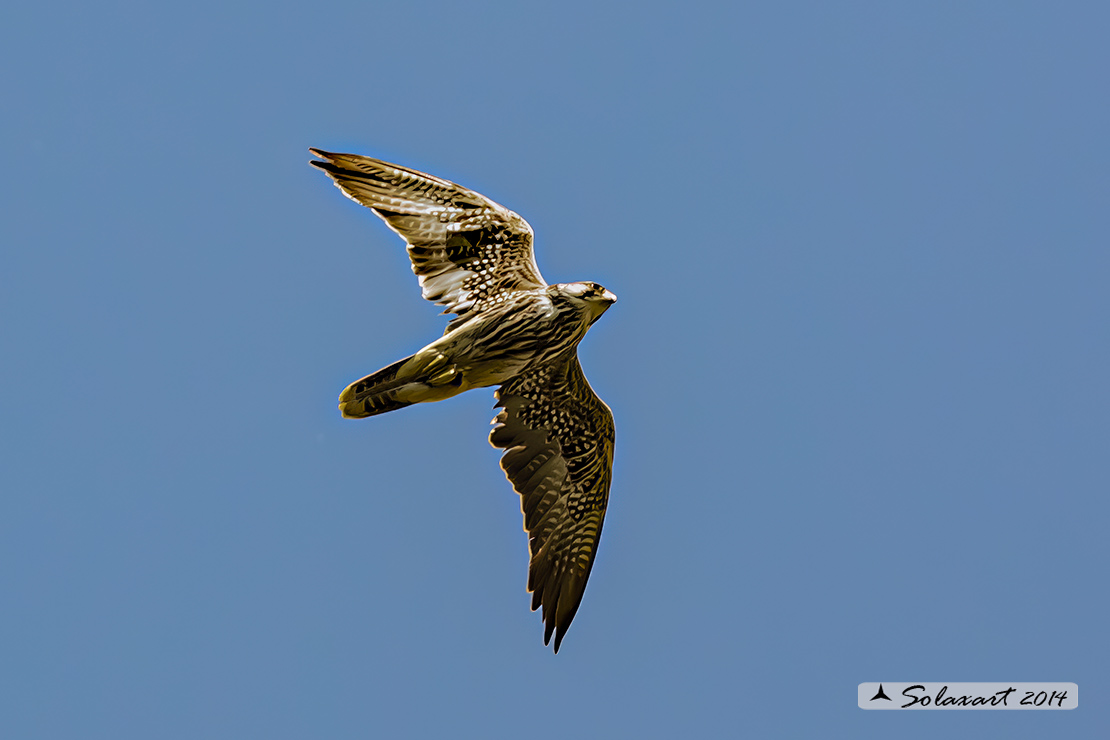 Falco biarmicus: Falco lanario; Lanner falcon