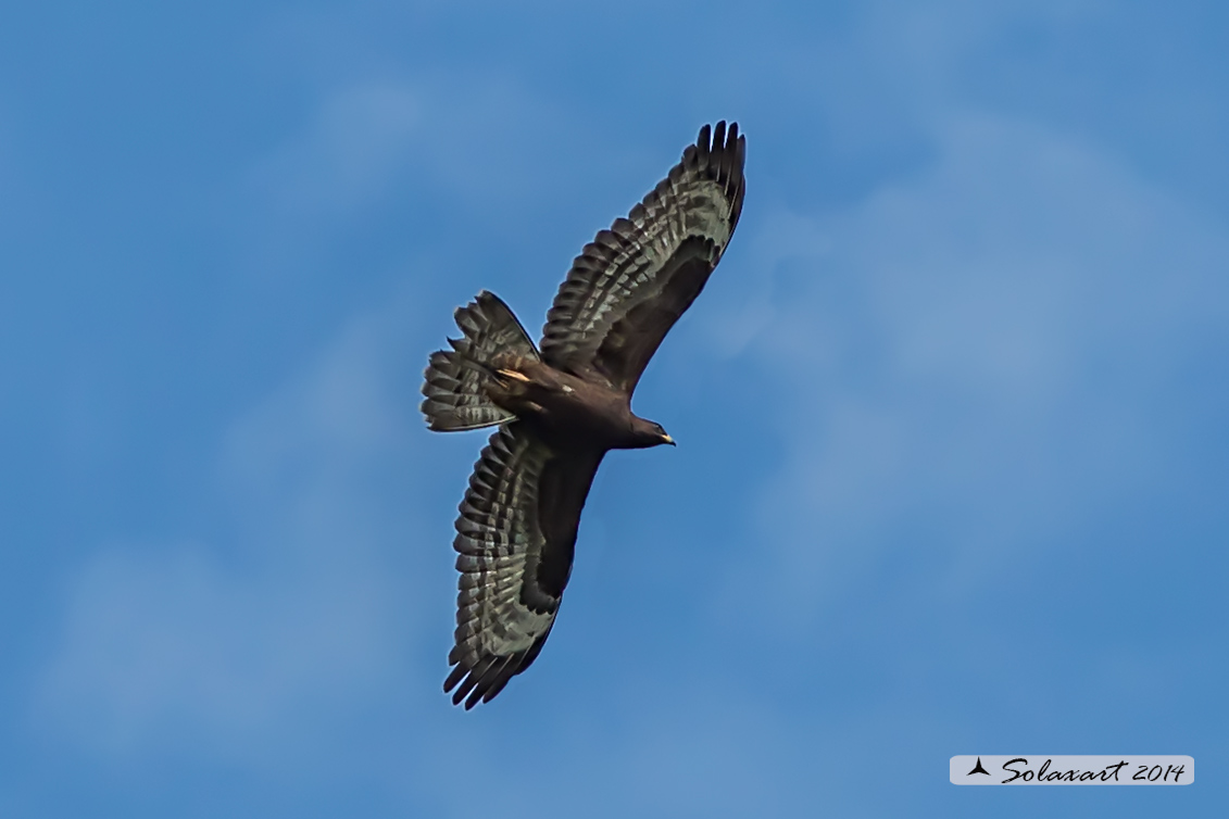 Pernis apivorus:  Falco pecchiaiolo, maschio morfismo scuro - European Honey Buzzard black