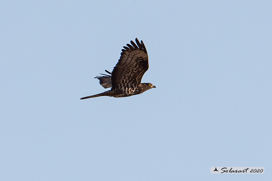 Pernis apivorus:  Falco pecchiaiolo, maschio morfismo scuro - European Honey Buzzard black