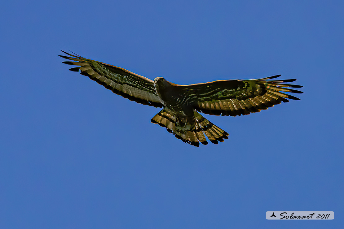 Pernis apivorus: Falco pecchiaiolo; European Honey Buzzard