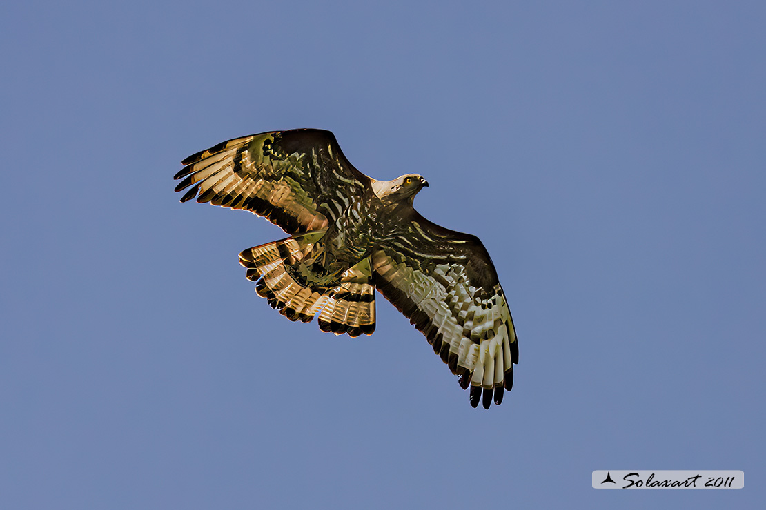Pernis apivorus: Falco pecchiaiolo; European Honey Buzzard
