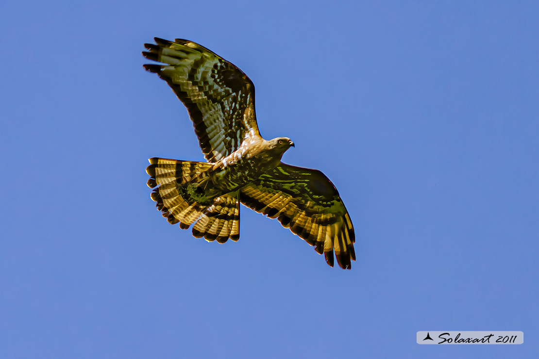 Pernis apivorus: Falco pecchiaiolo; European Honey Buzzard