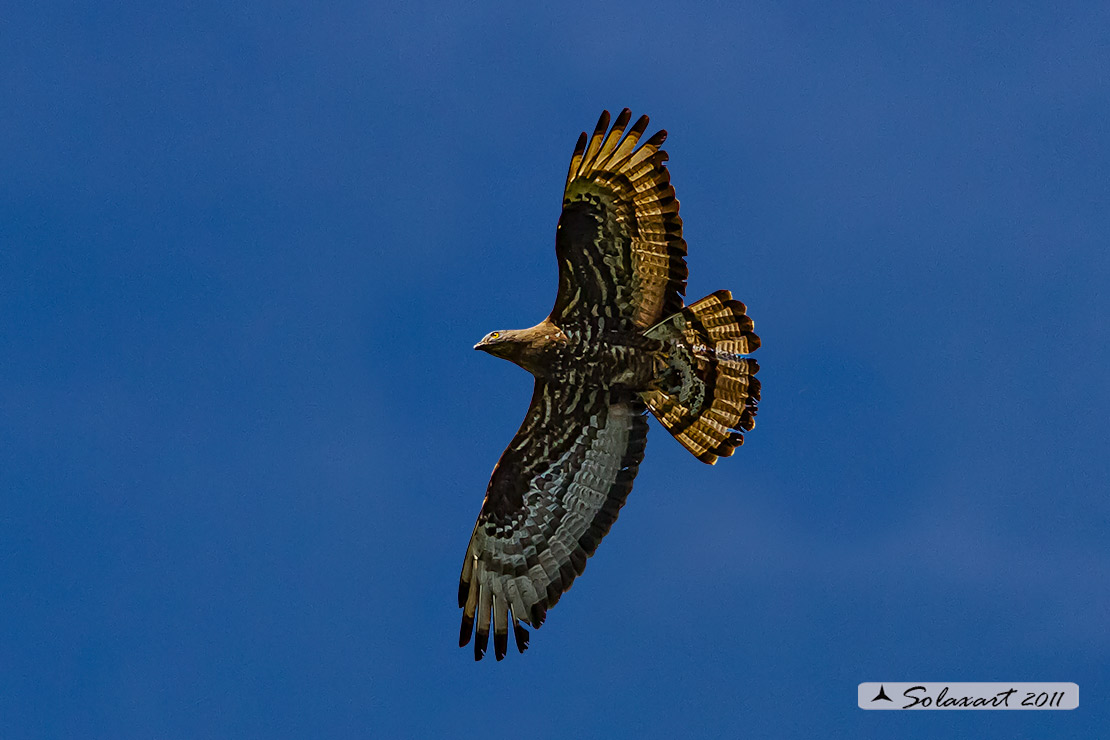 Pernis apivorus: Falco pecchiaiolo; European Honey Buzzard
