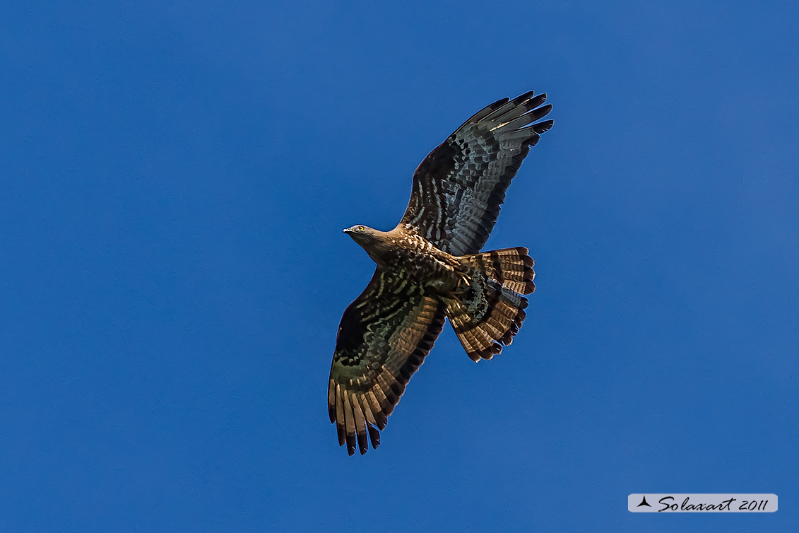 Pernis apivorus: Falco pecchiaiolo; European Honey Buzzard