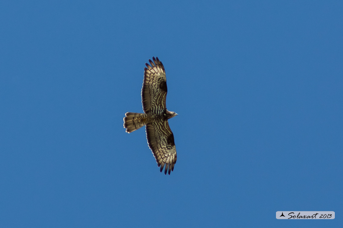 Pernis apivorus: Falco pecchiaiolo; European Honey Buzzard