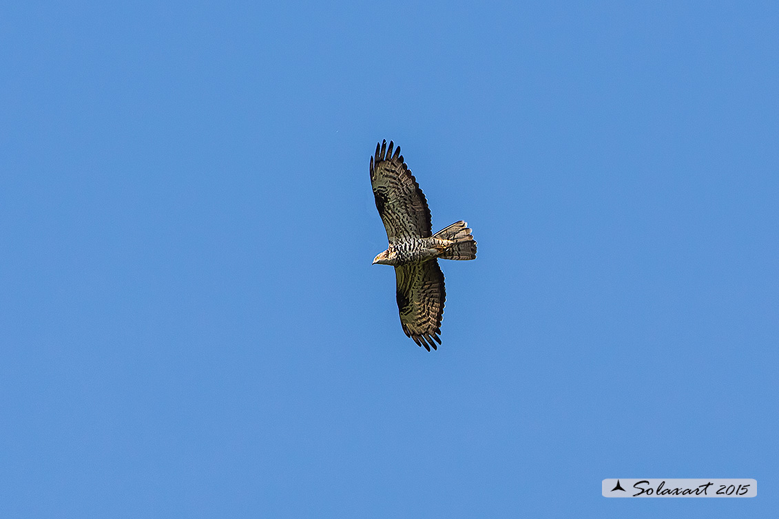 Pernis apivorus: Falco pecchiaiolo; European Honey Buzzard