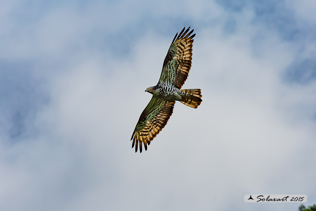 Pernis apivorus: Falco pecchiaiolo; European Honey Buzzard