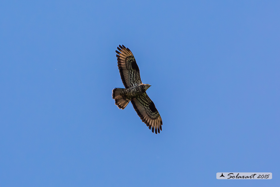 Pernis apivorus: Falco pecchiaiolo; European Honey Buzzard