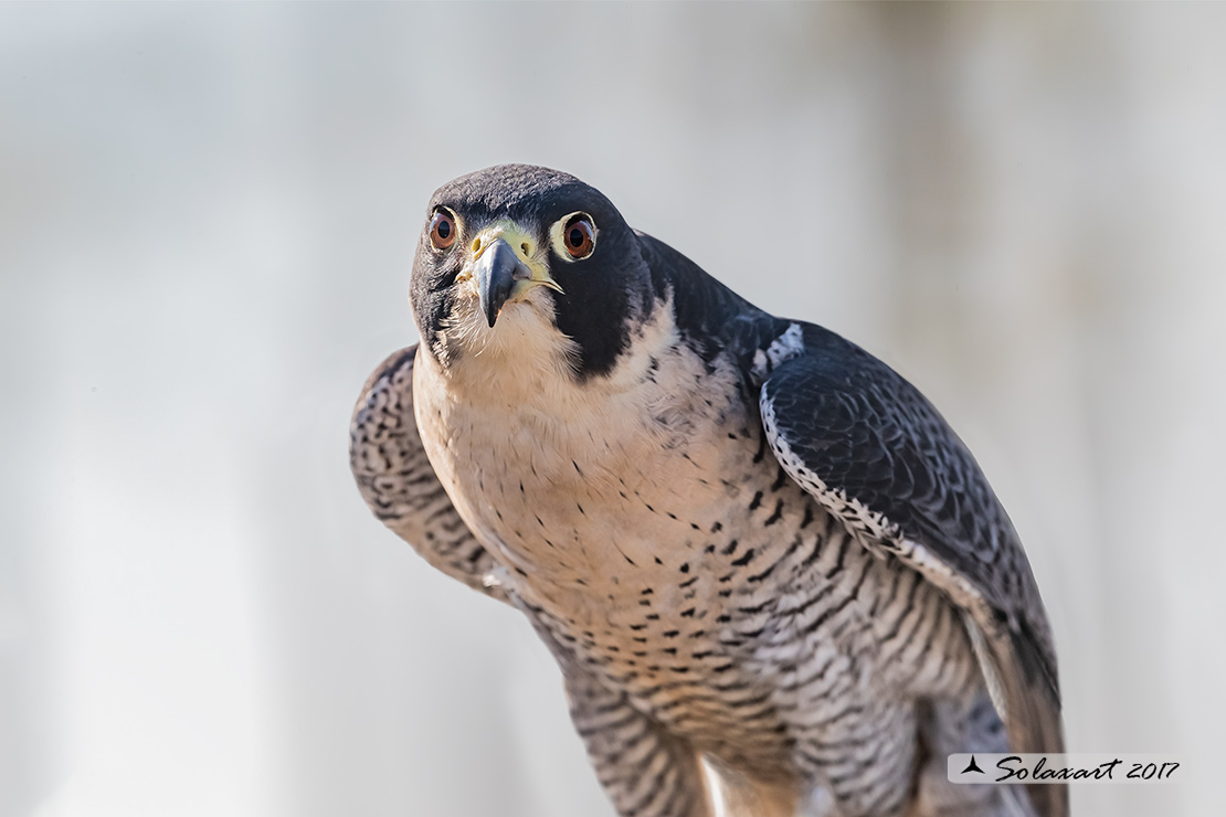 Falco peregrino :  Falco pellegrino; Peregrine falcon