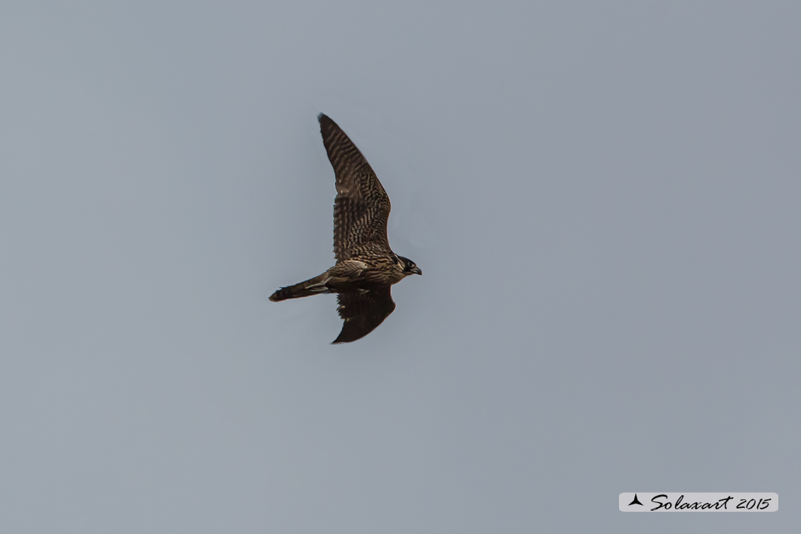 Falco peregrino :  Falco pellegrino; Peregrine falcon