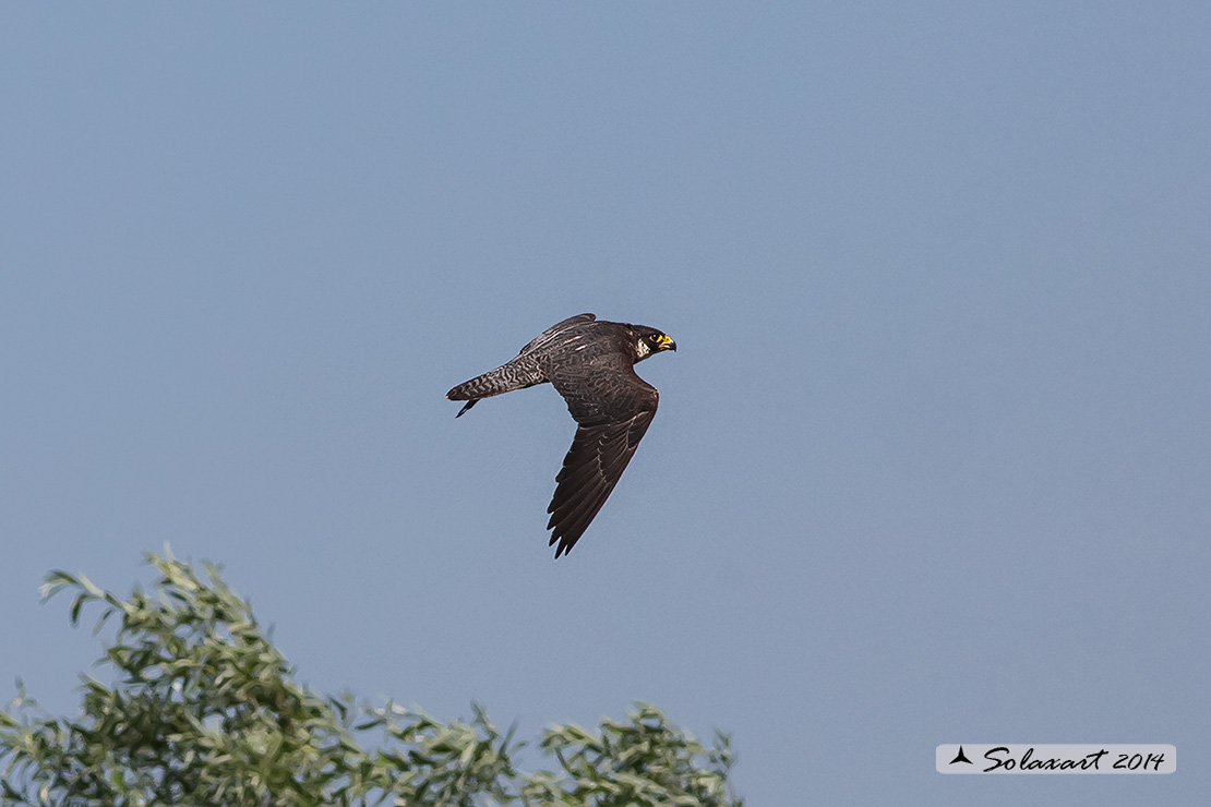 Falco peregrino :  Falco pellegrino; Peregrine falcon
