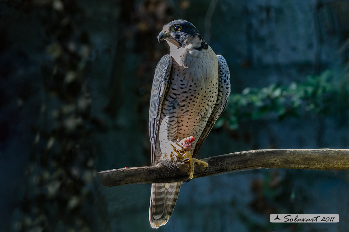 Falco peregrino :  Falco pellegrino; Peregrine falcon