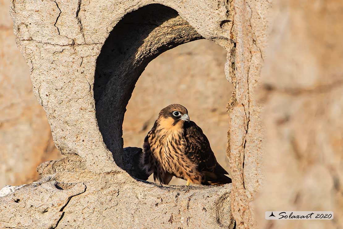 Falco eleonorae: Falco della Regina; Eleonora's falcon