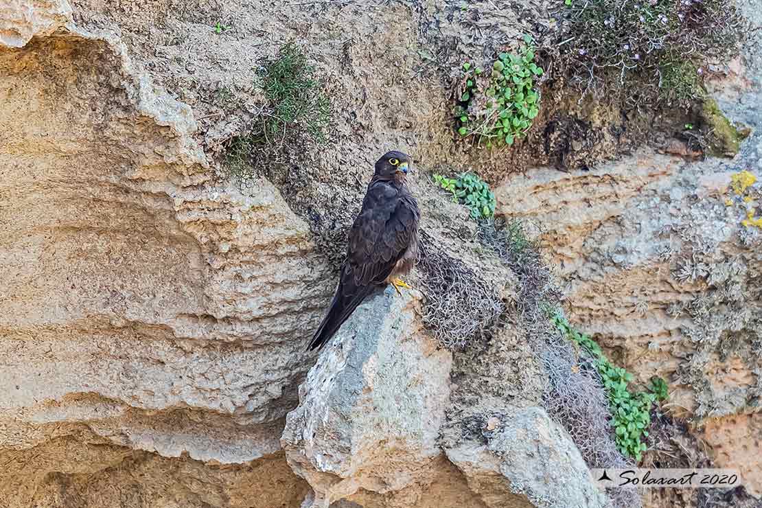 Falco eleonorae: Falco della Regina; Eleonora's falcon