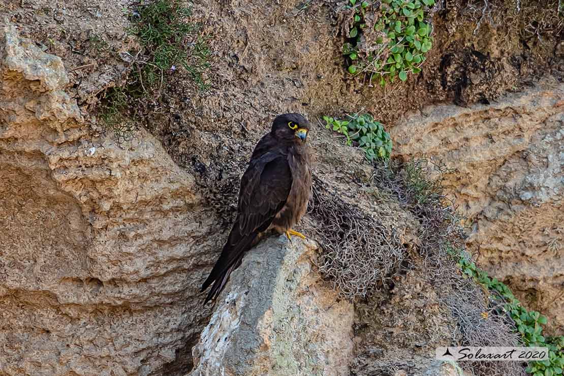 Falco eleonorae: Falco della Regina; Eleonora's falcon