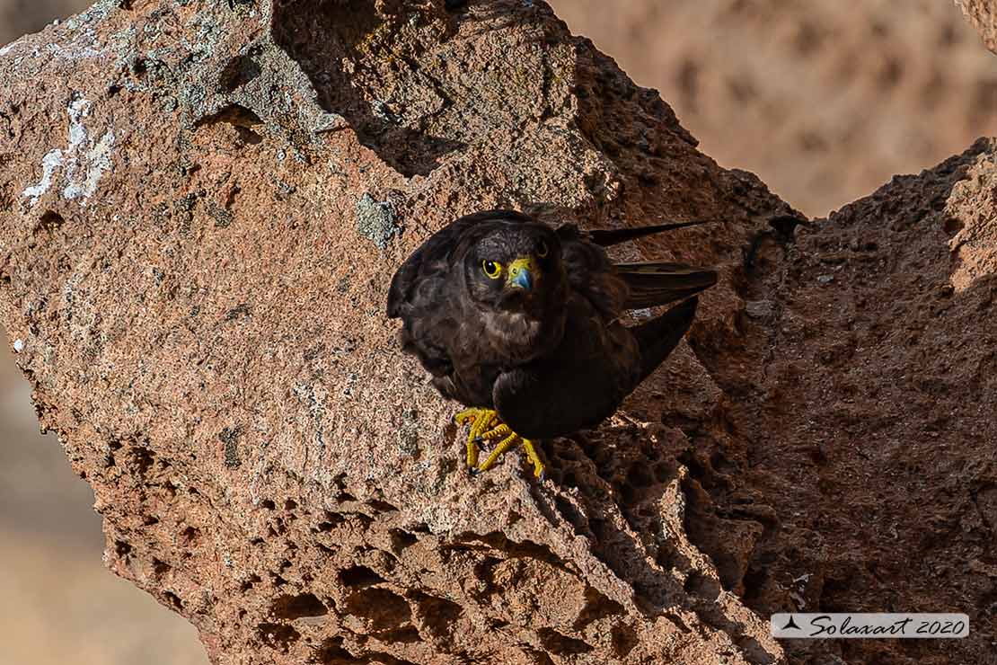 Falco eleonorae: Falco della Regina; Eleonora's falcon