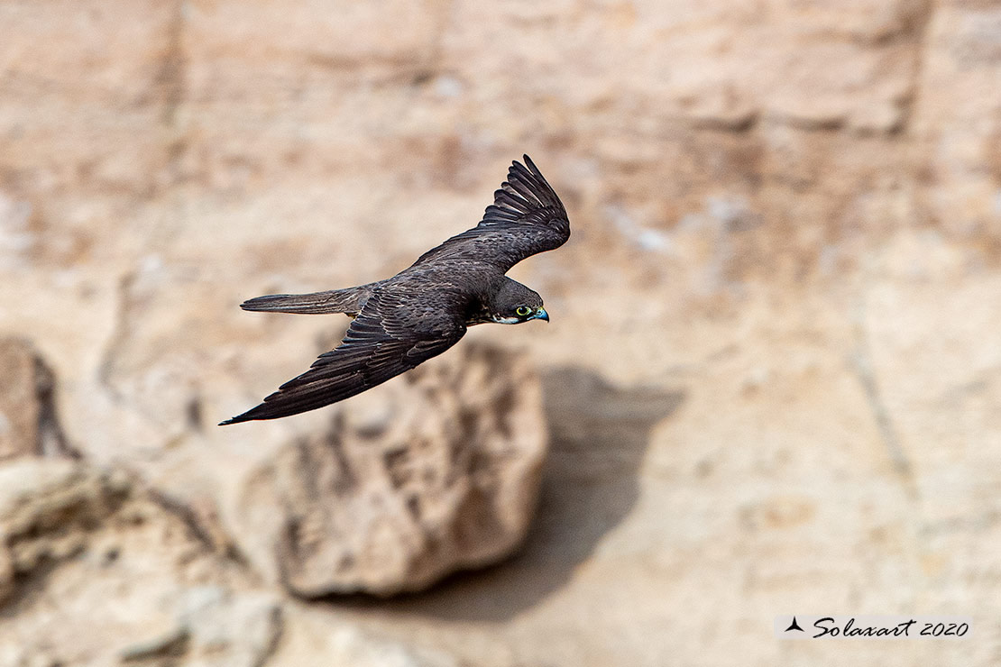 Falco eleonorae : Falco della Regina ;  Eleonora's falcon