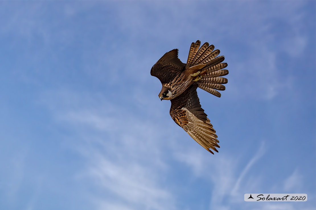 Falco eleonorae: Falco della Regina; Eleonora's falcon