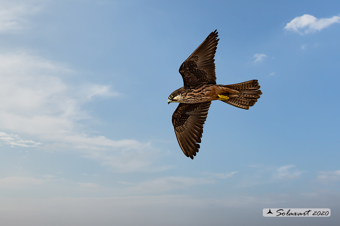 Falco eleonorae: Falco della Regina; Eleonora's falcon