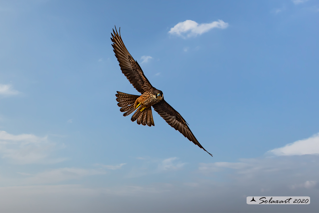 Falco eleonorae: Falco della Regina; Eleonora's falcon