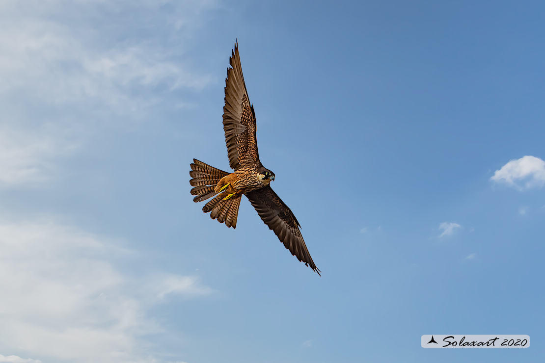 Falco eleonorae: Falco della Regina; Eleonora's falcon