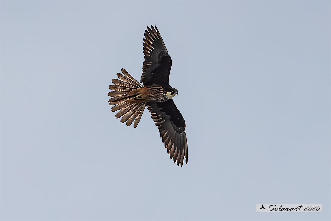Falco eleonorae: Falco della Regina; Eleonora's falcon