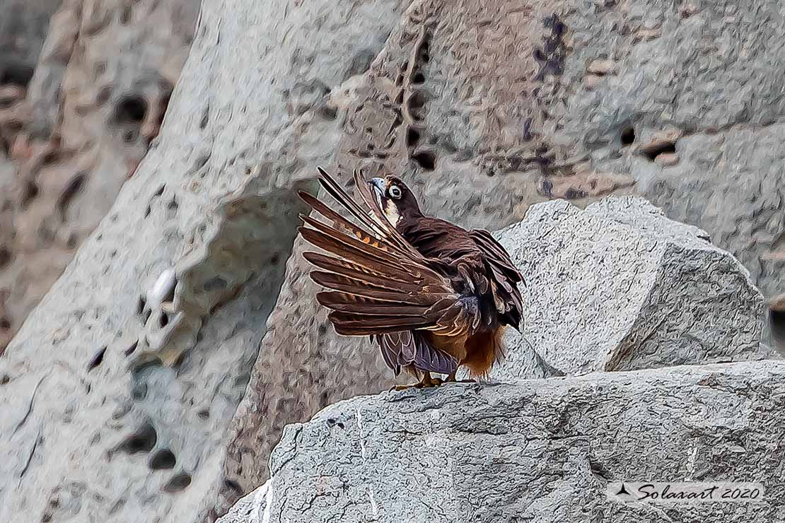 Falco eleonorae : Falco della Regina ;  Eleonora's falcon