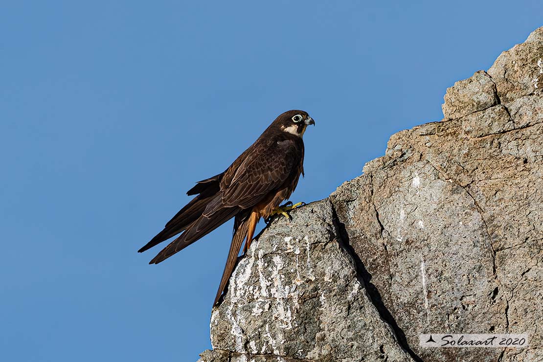 Falco eleonorae : Falco della Regina ;  Eleonora's falcon