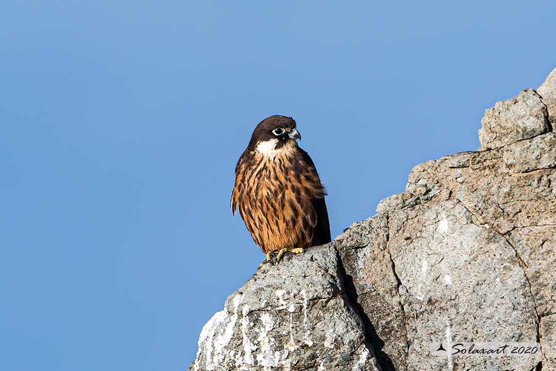 Falco eleonorae : Falco della Regina ;  Eleonora's falcon