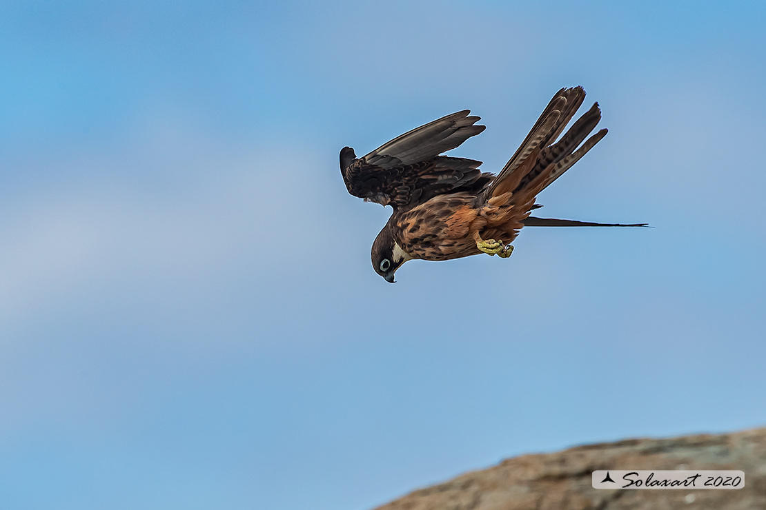 Falco eleonorae: Falco della Regina; Eleonora's falcon