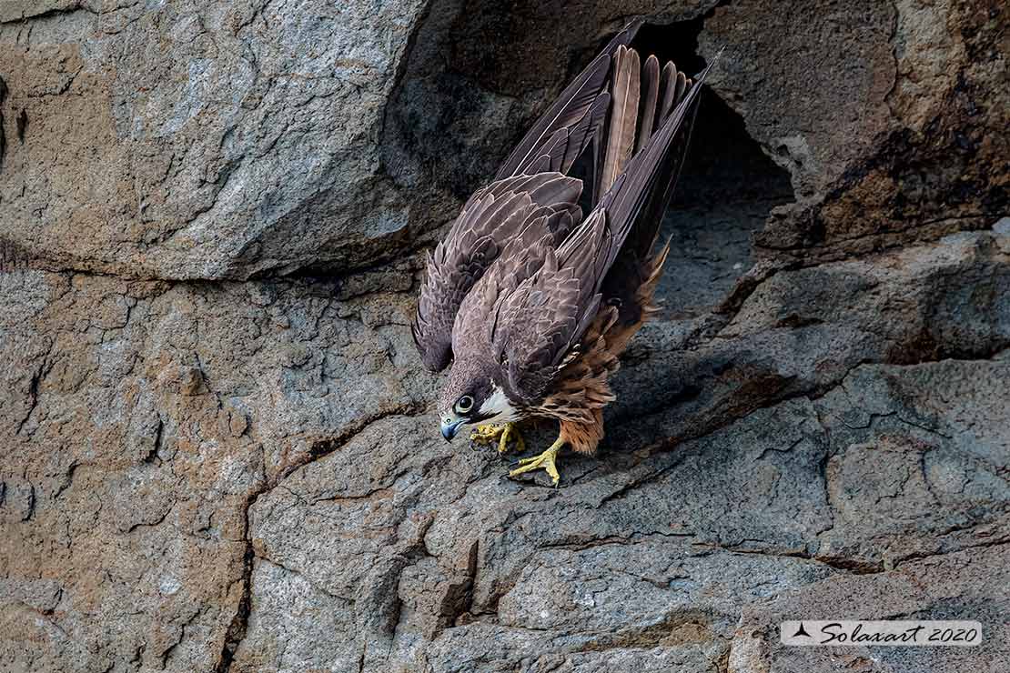 Falco eleonorae : Falco della Regina ;  Eleonora's falcon