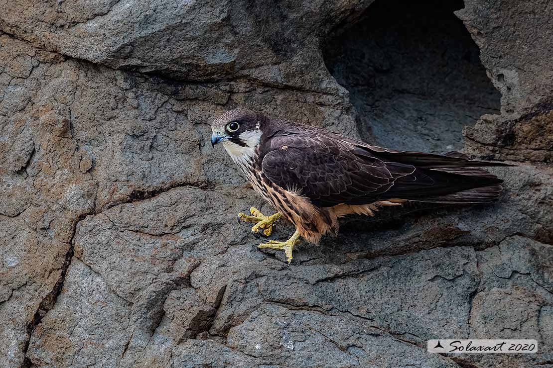Falco eleonorae : Falco della Regina ;  Eleonora's falcon