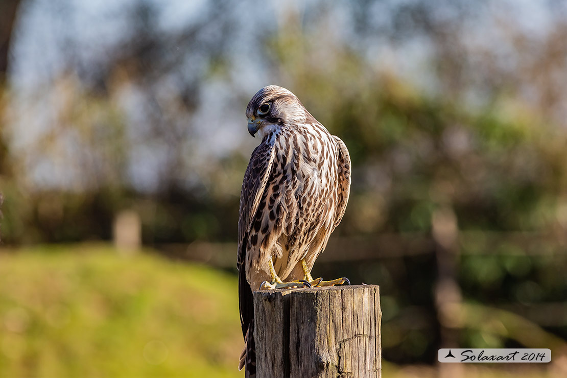 Falco cherrug, Falco sacro, Saker falcon