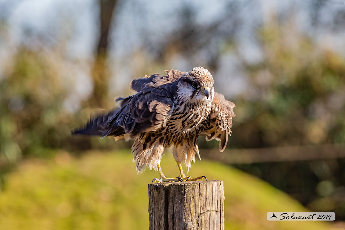 Falco cherrug, Falco sacro, Saker falcon