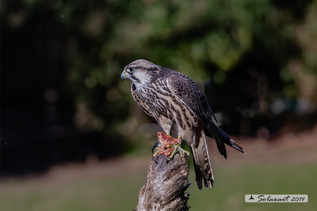 Falco cherrug, Falco sacro, Saker falcon
