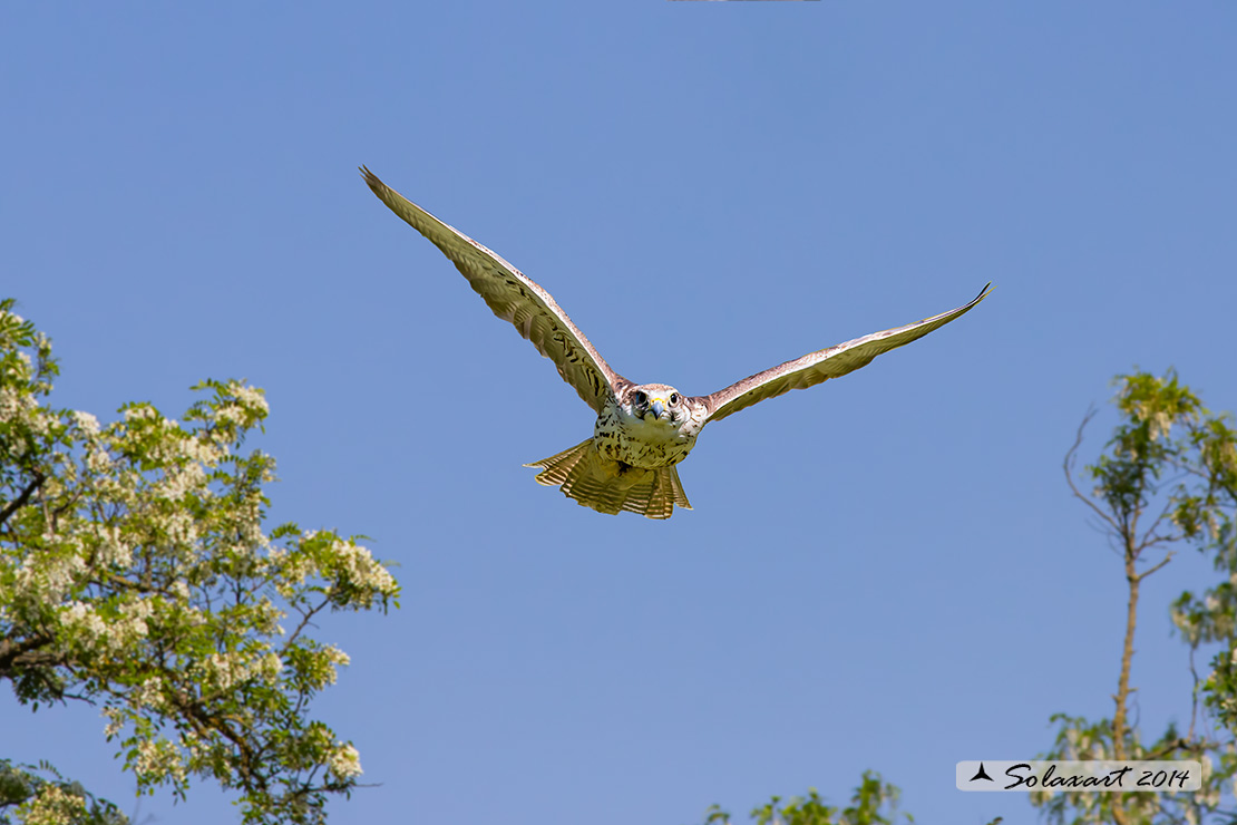 Falco cherrug, Falco sacro, Saker falcon