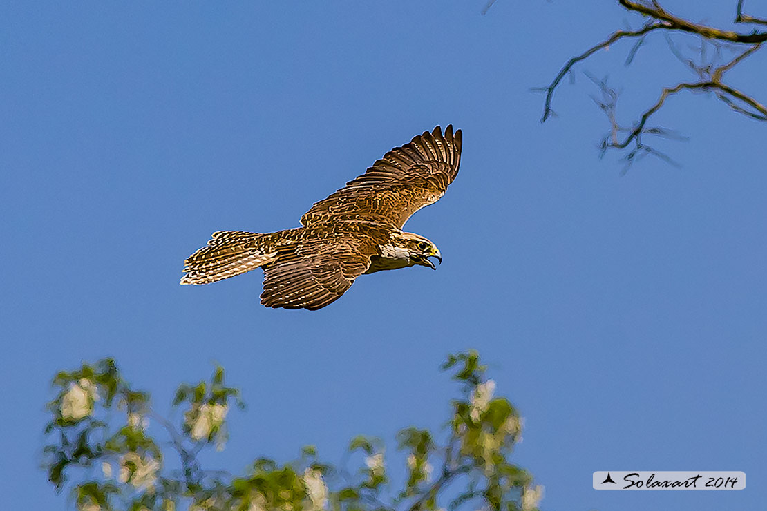 Falco cherrug, Falco sacro, Saker falcon