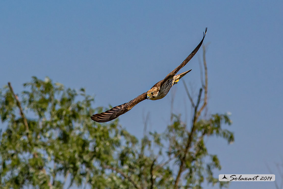 Falco cherrug, Falco sacro, Saker falcon