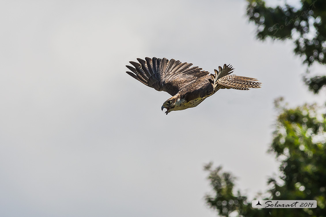 Falco cherrug, Falco sacro, Saker falcon