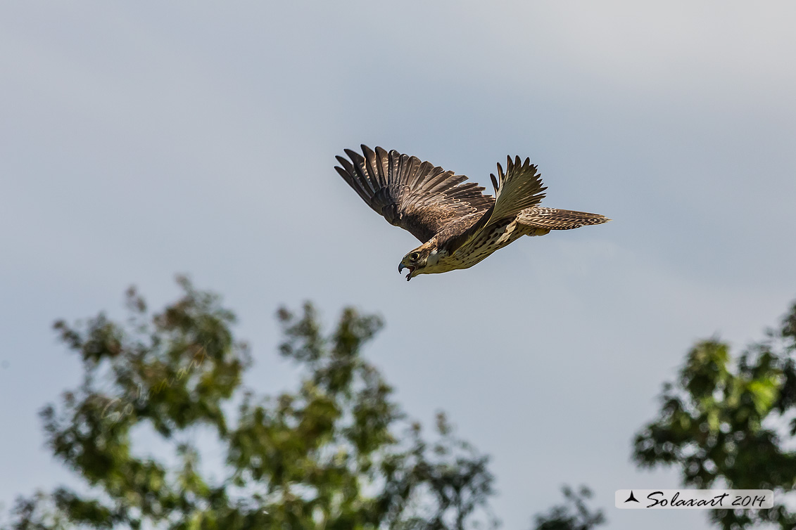 Falco cherrug, Falco sacro, Saker falcon