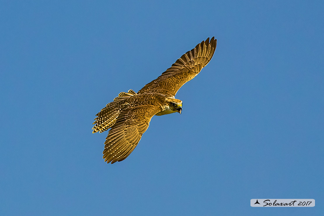 Falco cherrug, Falco sacro, Saker falcon