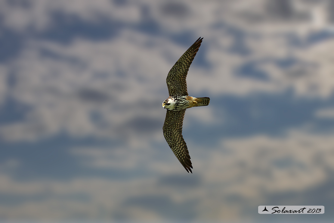 Lodolaio -  Falco subbuteo - Eurasian Hobby
