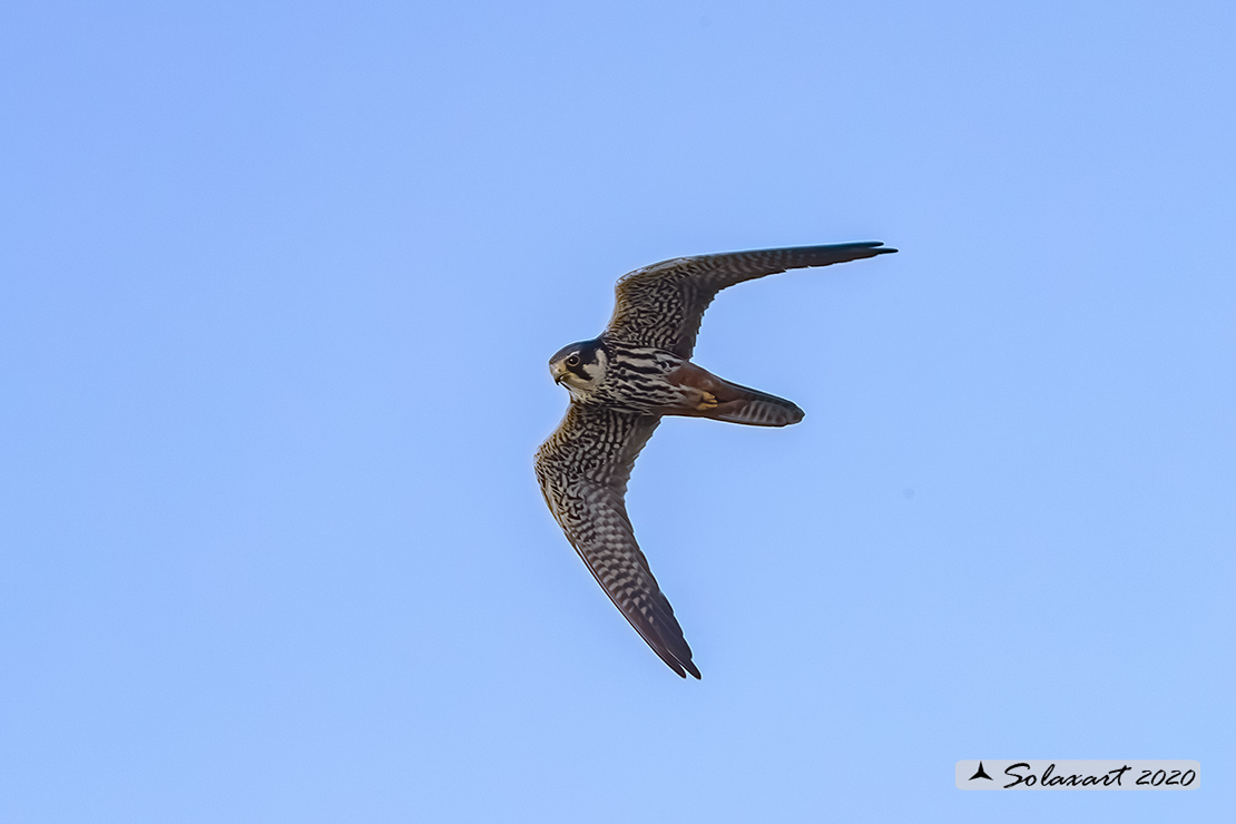 Lodolaio -  Falco subbuteo - Eurasian Hobby