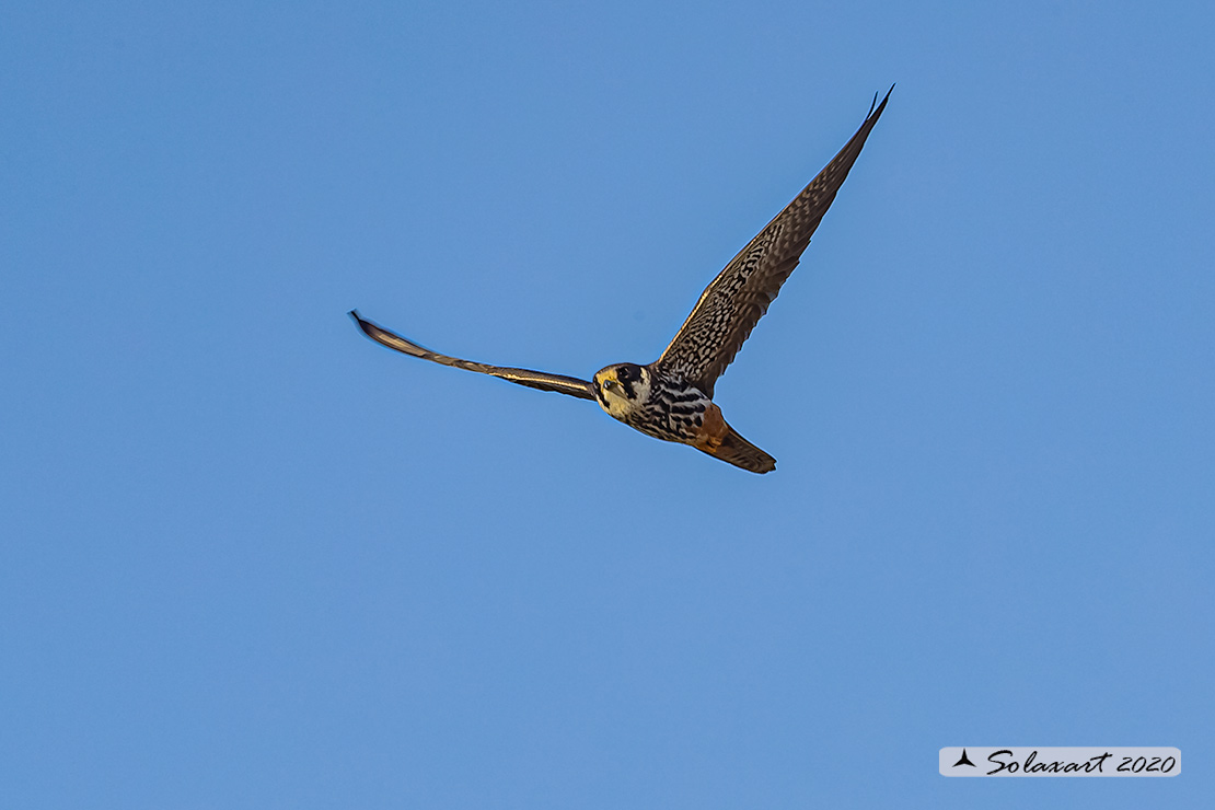 Lodolaio -  Falco subbuteo - Eurasian Hobby