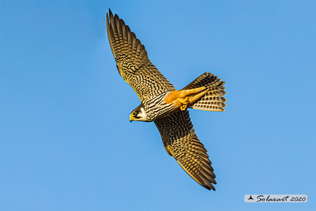 Lodolaio -  Falco subbuteo - Eurasian Hobby