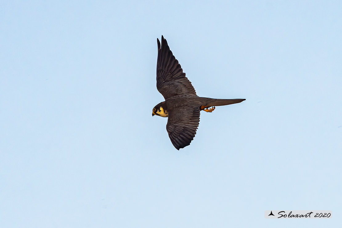 Lodolaio -  Falco subbuteo - Eurasian Hobby