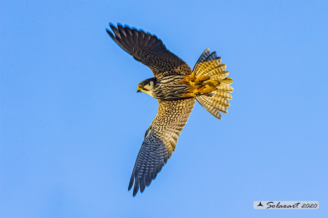 Lodolaio -  Falco subbuteo - Eurasian Hobby