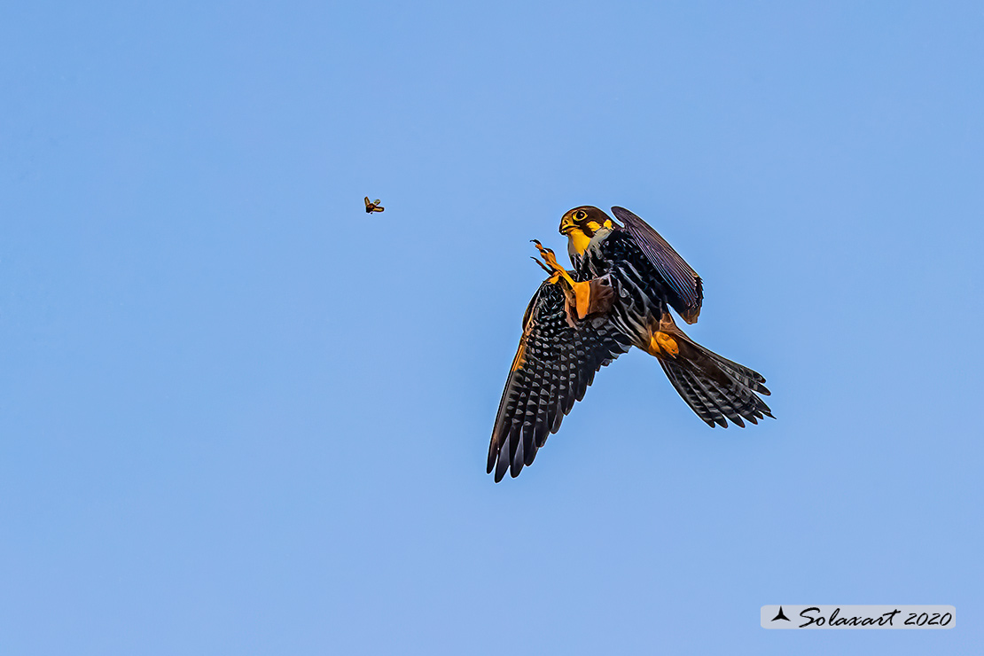 Lodolaio -  Falco subbuteo - Eurasian Hobby