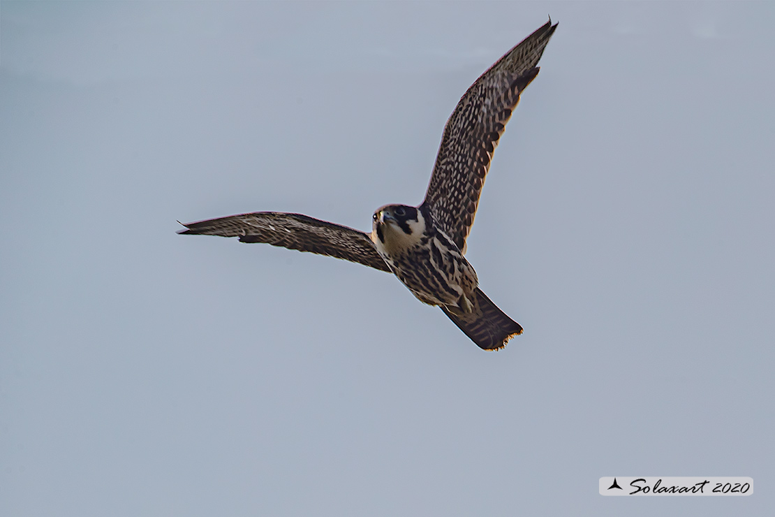 Lodolaio -  Falco subbuteo - Eurasian Hobby